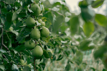 Obraz premium green apples on a tree