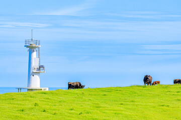 加部島にある夏の牧場と肥前立石埼灯台　佐賀県唐津市　Summer Ranch in...
