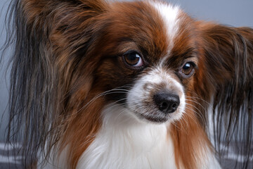 Portrait of beautiful cute papillon purebred dog continental toy spaniel looking to the camera....