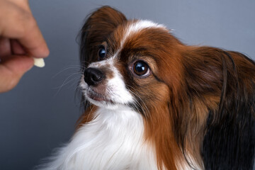 Portrait of beautiful cute papillon purebred dog continental toy spaniel looking at piece of cheese...
