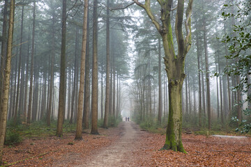 People walking on a path in a misty forest on a moody foggy winters day. Horizontal mysterious landscape with trees in mist and a magical atmosphere