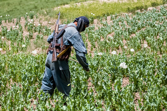 Afghan police officers destroying opium poppy flowers fields near Faizabad city in Afghanistan