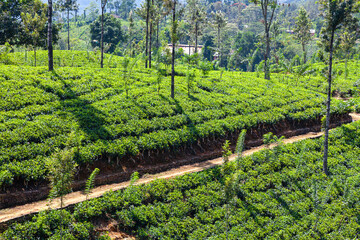 Path through dense green tea plantations of Sri Lanka island