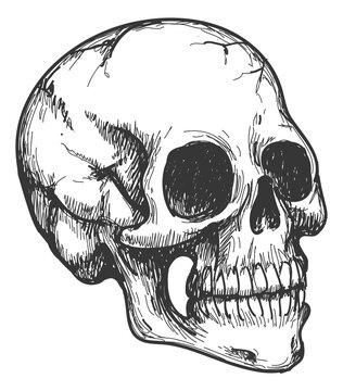 Hand drawn skull. Human head bone drawing