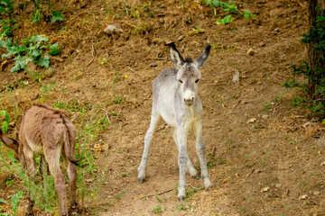 Donkey grazing on a green meadow. Herd of donkeys in the pasture, hardy animals in agriculture. Livestock in the mountains.