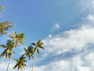 Fototapeta na wymiar Coconut trees. Coconut trees with blue sky background. Coconut trees background. Tropical and summer background.