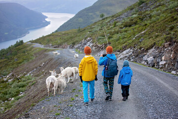 People, adult with kids and pet dog, hiking mount Hoven, enjoying the splendid view over Nordfjord...