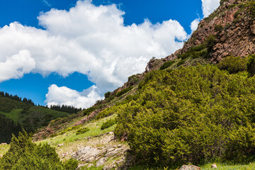 Junipers on the Assy plateau under a blue sky with clouds. Asia, Kazakhstan
