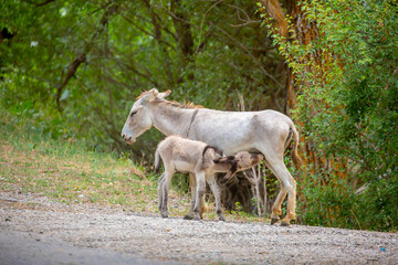 Donkey grazing on a green meadow. Herd of donkeys in the pasture, hardy animals in agriculture. Livestock in the mountains.