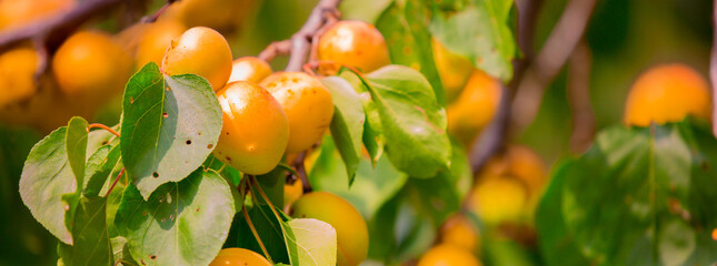 Harvest of apricots on a plantation in the garden. Fruit trees with apricots. Ripe fruit fruits on...