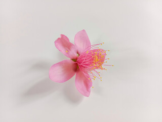 Fototapeta na wymiar Pink flowers on white background. Rose Myrtle flowers (rhodomyrtus tomentosa).