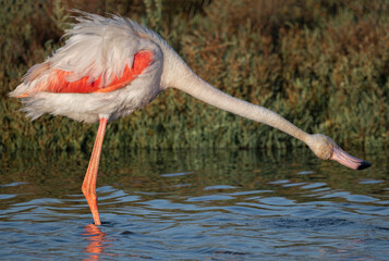 flamingo in the water