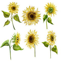 set of sunflowers isolated on white