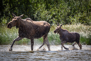 Moose cow and calf running through lake