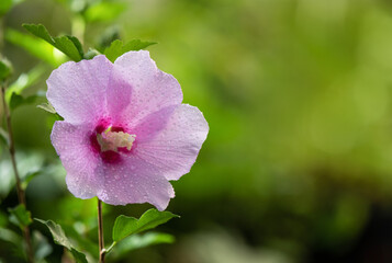 Obraz premium Water drop on petals pink hibiscus flower and on nature background.