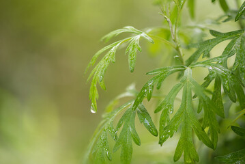 Mugwort branch green leaves on nature background.
