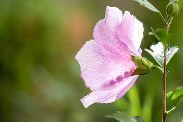 Fototapeta premium Water drop on petals pink hibiscus flower and on nature background.