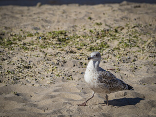 seagull on the beach