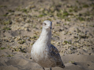 seagull on the sand
