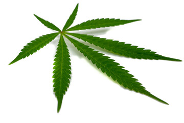 grünes Cannabisblatt isoliert auf weißen Hintergrund