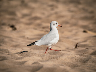 seagull on the beach