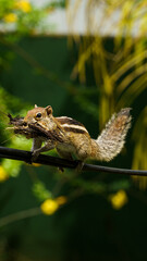 chipmunk building a house