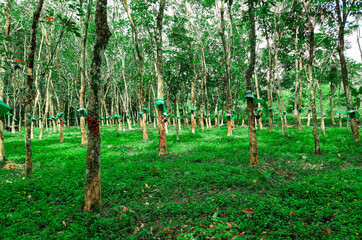 Rubber tree plantation with grass