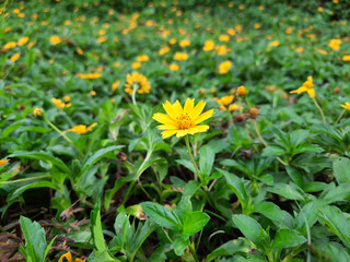Helianthus occidentalis, Sunflower