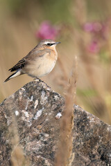 Northern wheatear
