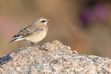 Northern wheatear