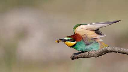 The European Bee-eater is in the branch.