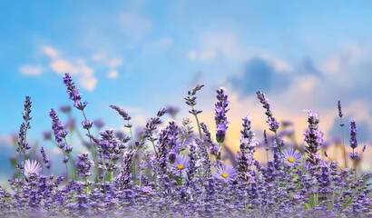 field flowers daisy and lavender  blue sky summer springs nature landscape banner background