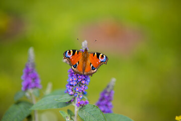 The buddleja davidii bush is blooming in the garden with butterfly on it