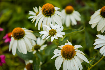 White Echinacea coneflowers blooming in a summer garden in close-up
