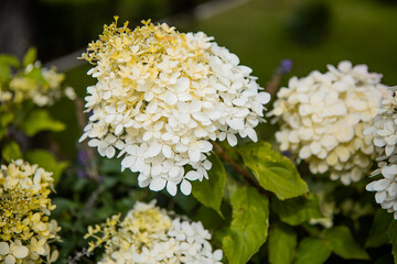 white inflorescence of hydrangea nature background close up. flowering hydrangea, pastel color. beautiful flower texture.