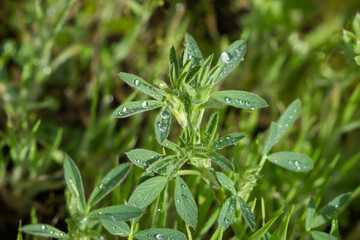 The yellow lucerne (lat. Medicago falcata), of the family Fabaceae, Central Russia.