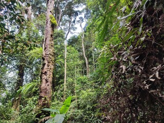 photo of forest with good vegetation.