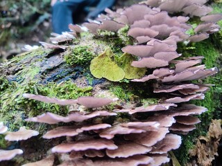 Trichaptum biforme is a type of fungus that grows on dead tree trunks.