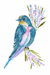 Watercolor illustration of bird.