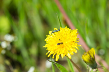 Oedemera virescens, of the family Oedemeridae, feeding on Taraxacum officinale, of the family Asteraceae, Central Russia.
