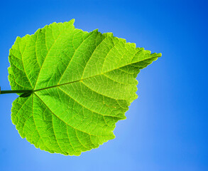 Bright green leaf on the background of the blue sky shines through the sun