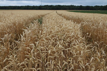 Bewölkter Himmel über dem landwirtschaftlichen Bereich. Natürlichen Umgebung. Sommerlandschaft....