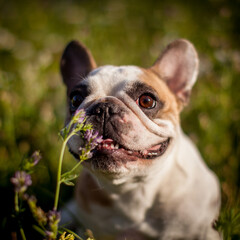 French bulldog in a meadow on a sunny summer clear day