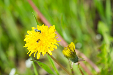 Oedemera virescens, of the family Oedemeridae, feeding on Taraxacum officinale, of the family Asteraceae, Central Russia.