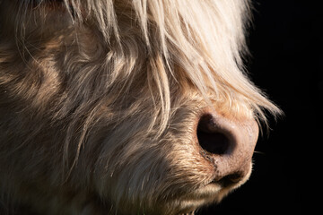 Detail shot of a Scottish highland cattle. You can see the snout and long fur against a dark background. - obrazy, fototapety, plakaty