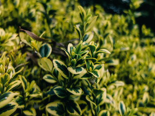 Plant foliage