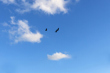 Birds flying in the blue sky .
