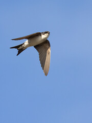 Northern House Martin