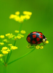 ladybug on a leaf