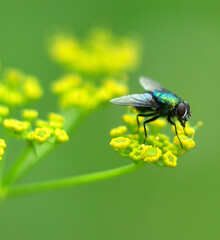 fly on leaf